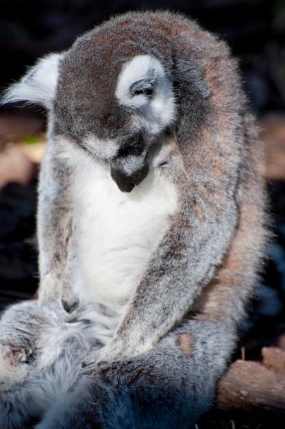 Lemur