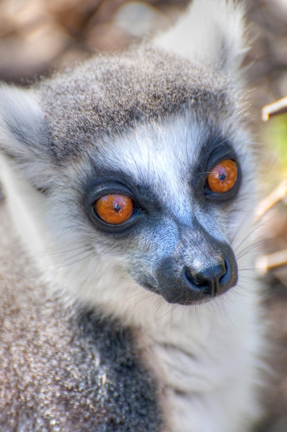 lemur