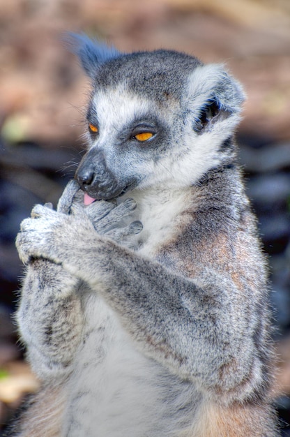 Foto lemur