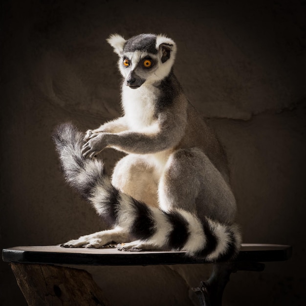 lemur