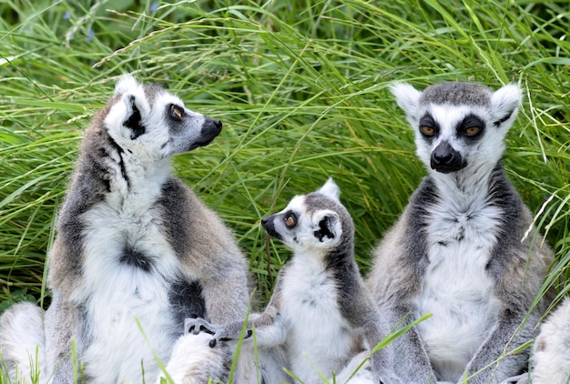 Foto lemuri sull'erba