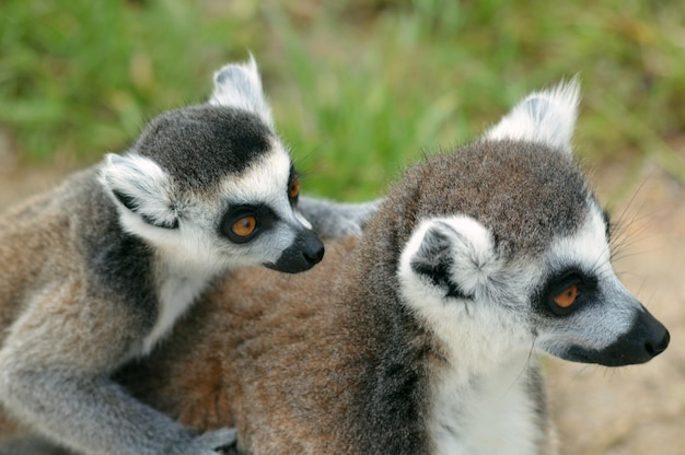 lemurs mating in forest