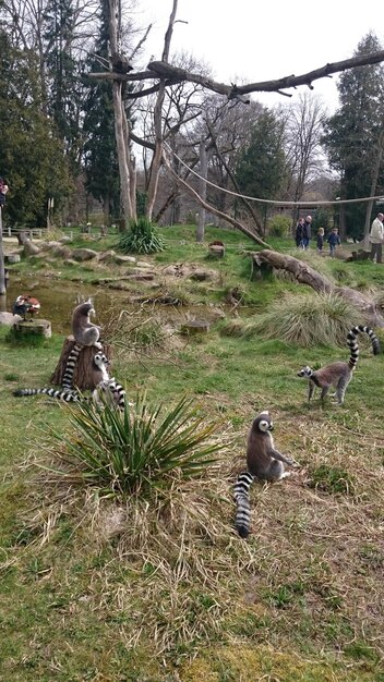 写真 公園の野原でレムール