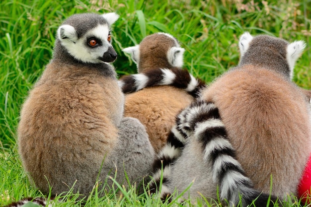 lemurs sitting on field
