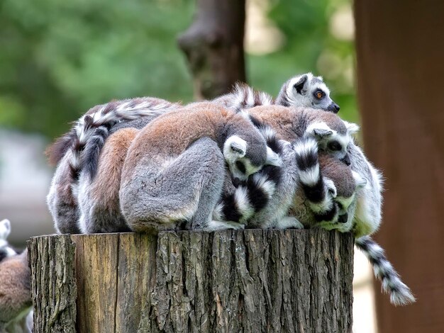 Lemurs on a tree