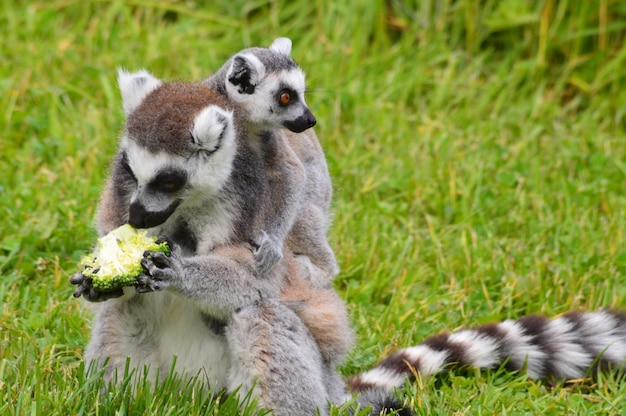 lemurs with vegetable on grassy field