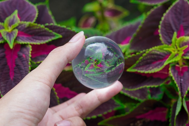 lens kristallen bol fotografie van Coleus scutellarioides natuur achtergrond premium foto