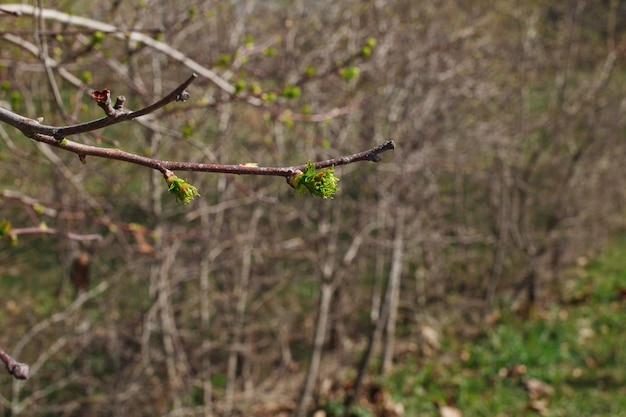 Lente aard in het park. Bloeiende knoppen op de bomen.