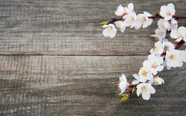 Lente abrikozenbloesem