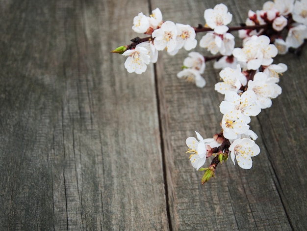 Lente abrikozenbloesem