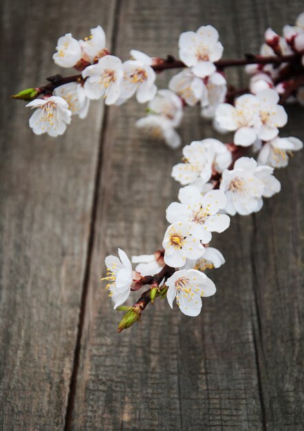 Lente abrikozenbloesem