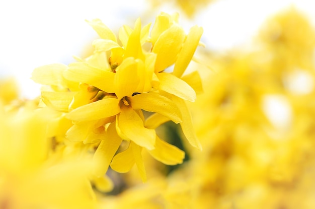 Lente abstracte achtergrond mooie bloeiende gele forsythia bloemen in close-up zeer lage dof