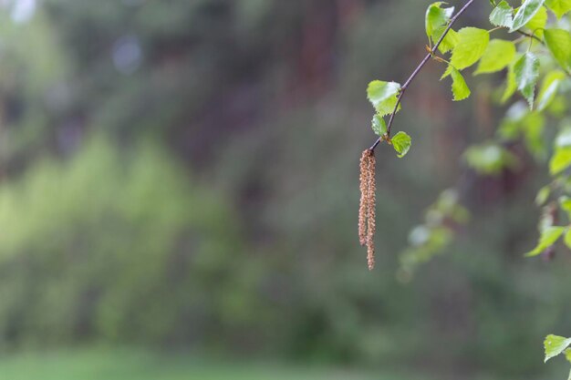 Lente abstracte onscherpe achtergrond met berken bladeren op de voorgrond. Lente concept.