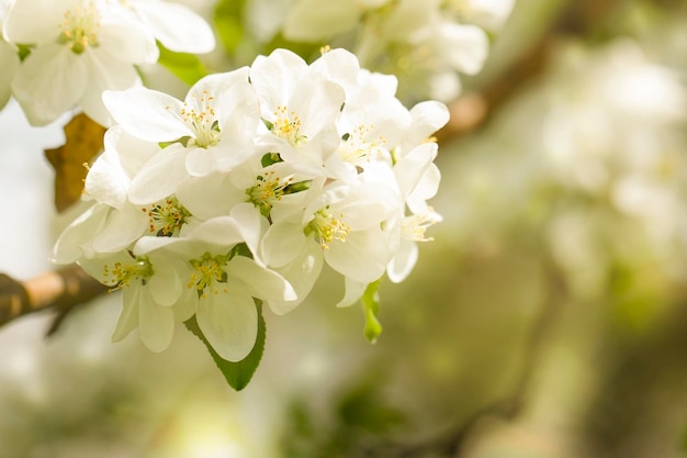 lente achtergrond bloeiende tak van appelboom macro