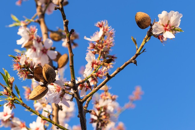 Lente achtergrond bloeit Een tak van bloeiende amandel met noten en bloemen tegen de blauwe lucht