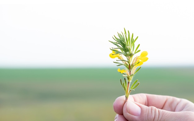 Lente achtergrond bloemen close-up op een wazige groene achtergrond met kopie ruimte