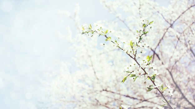 Lente achtergrond. Cherry Blossom-bomen