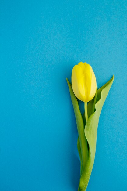 Lente achtergrond. Een gele tulp op de blauwe achtergrond. Locatie verticaal. Bovenaanzicht. Kopieer ruimte.