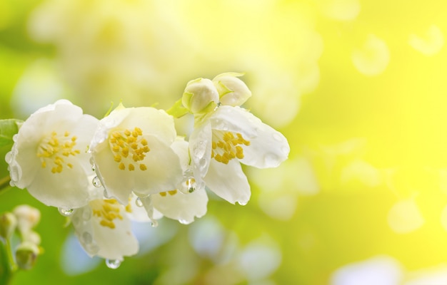 Lente achtergrond een tak van jasmijn bloemen in druppels dauw in het zonlicht