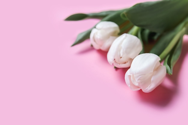 Lente achtergrond kaart witte tulpen in pastel roze achtergrond close-up Verse bloemen voor horizontale bloem poster behang of briefkaart Pasen banner wenskaart Copy space