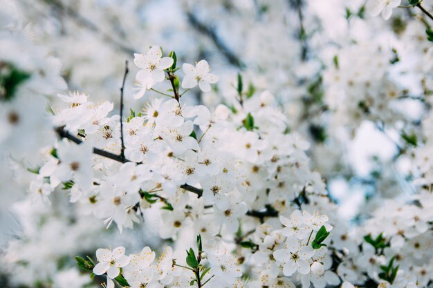 lente achtergrond kersenbloesem op een zonnige dag