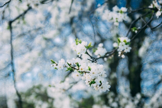 lente achtergrond kersenbloesem op een zonnige dag