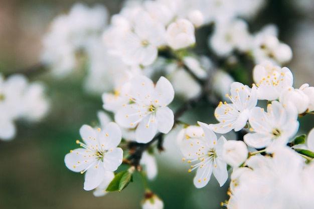 lente achtergrond kersenbloesem op een zonnige dag