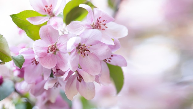 Lente achtergrond met appelboom bloemen en kopieer ruimte