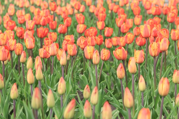 Lente achtergrond met heldere tulpen bloemen Mooie bloesem tulpen veld