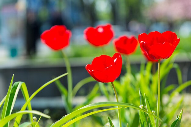 Lente achtergrond met mooie rode tulp bloemen