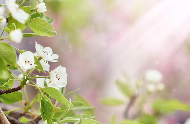 Lente achtergrond met perenboom bloemen