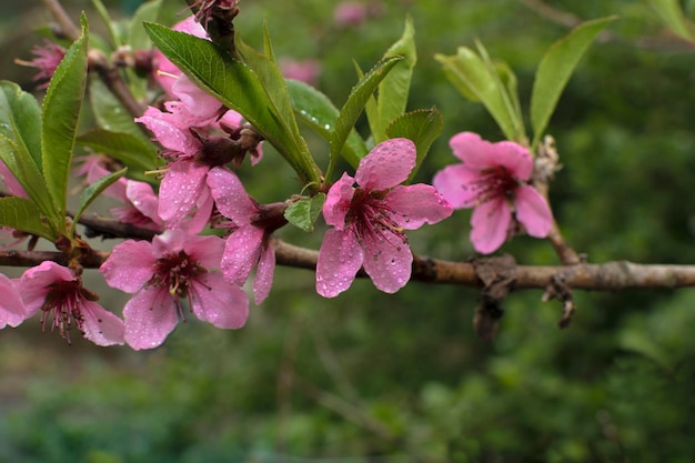 Lente achtergrond met prachtige perzik bloemen