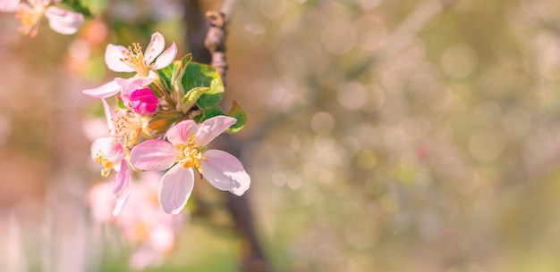 Foto lente achtergrond met roze bloemen