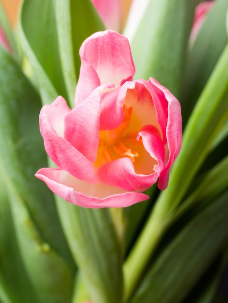 Lente achtergrond met roze tulpen Heilwens concept