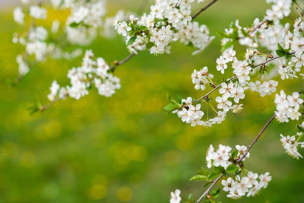 Lente achtergrond met witte bloemen Een bloeiende tuin