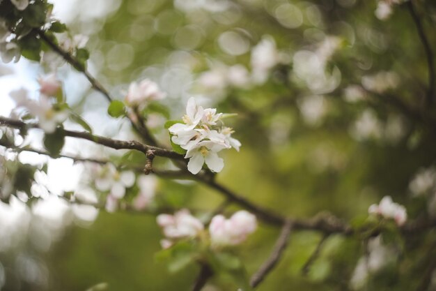 lente achtergrond met witte bloemen en appelbladeren Blur lente bloesem achtergrond