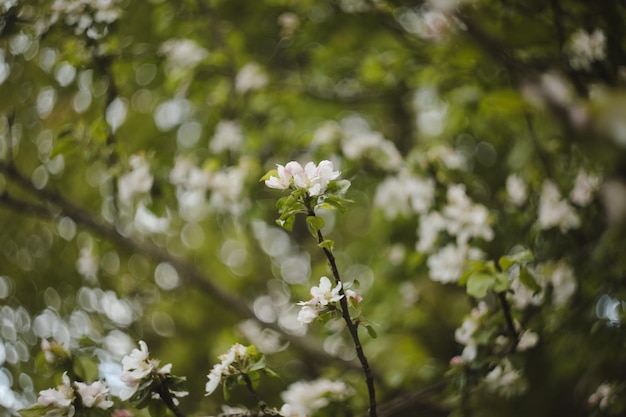 lente achtergrond met witte bloemen en appelbladeren Blur lente bloesem achtergrond
