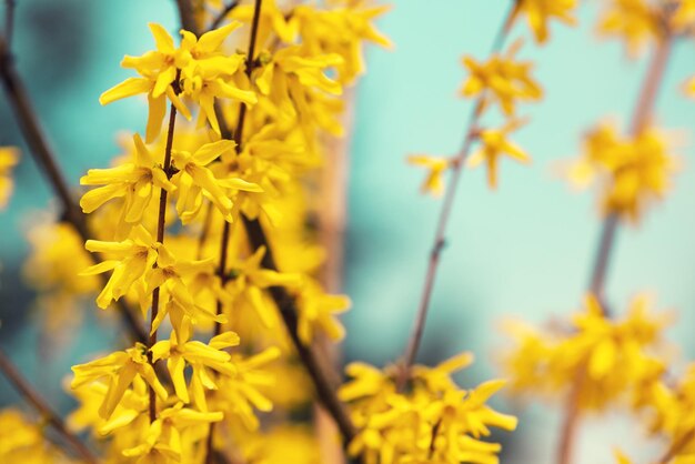 Lente achtergrond natuur Bloeiende bomen close-up van Forsythia bloemen