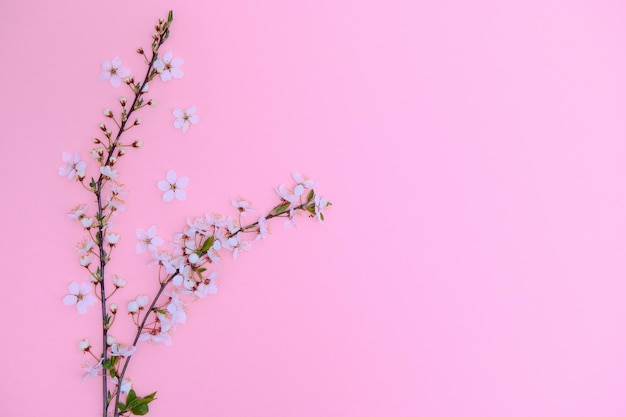 Lente achtergrond tafel mei bloemen en april bloemen natuur op groen Voor banner takken van bloeiende kersen tegen achtergrond Dromerige romantische afbeelding landschap panorama kopie ruimte