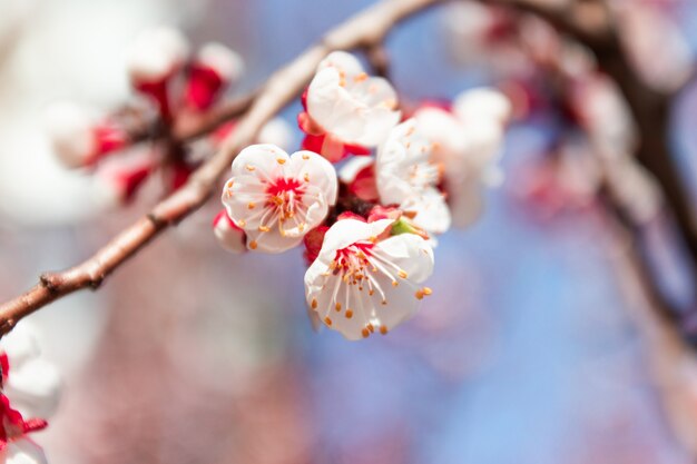 Lente achtergrondkunst met roze bloesem.