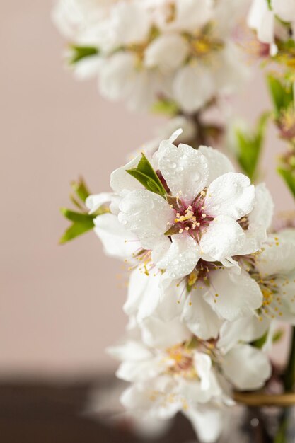 Lente amandelbloesems levendige bloemen in volle bloei