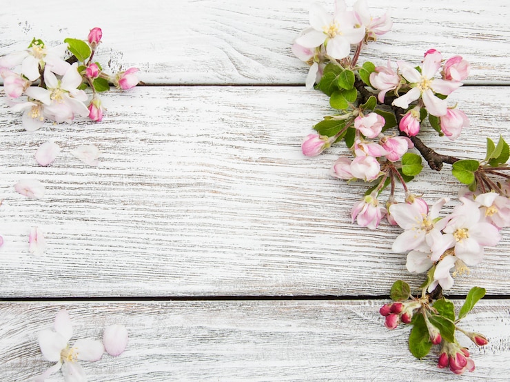 Foto lente appel bloesem