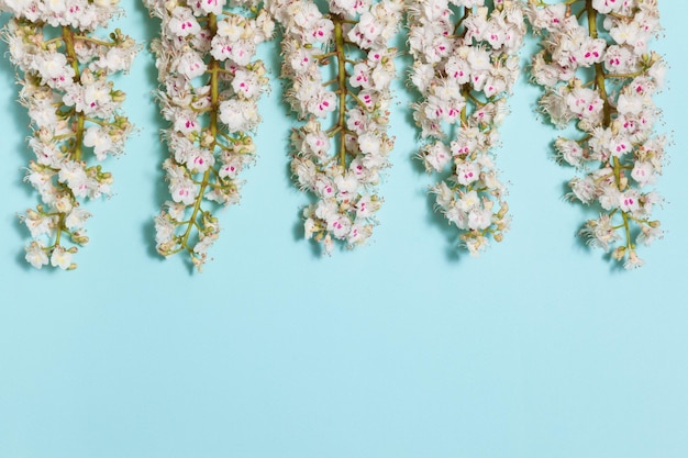 Lente aqua blauwe achtergrond met witte bloeiende kastanje bloemen en lege ruimte voor uw tekst