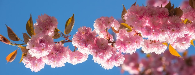 Lente banner bloesem achtergrond sakura festival kersenbloesem sakura lente bloemen patroon