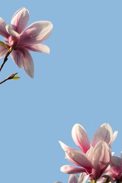 Lente banner met magnolia bloemen op een achtergrond van blauwe lucht met zonnig licht