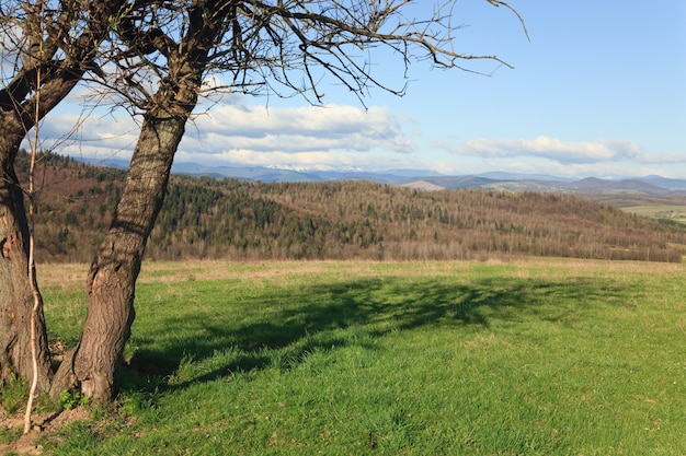 Lente berglandschap en boom vooraan (Karpaten, Oekraïne)