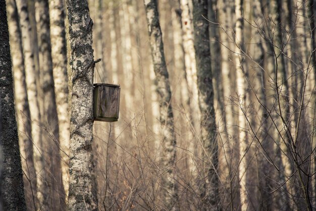 Lente berkenbos met handgemaakte houten nestkast voor vogels die aan een boom hangen. Dierenbescherming ecologie concept met kopie ruimte