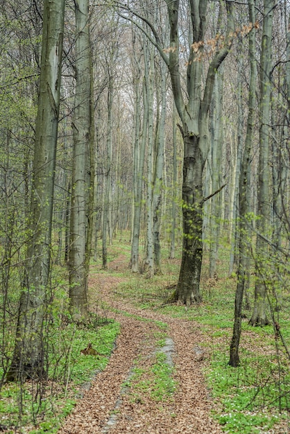 Lente beukenbos