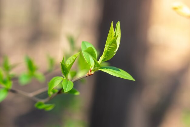 Lente bladeren en knoppen