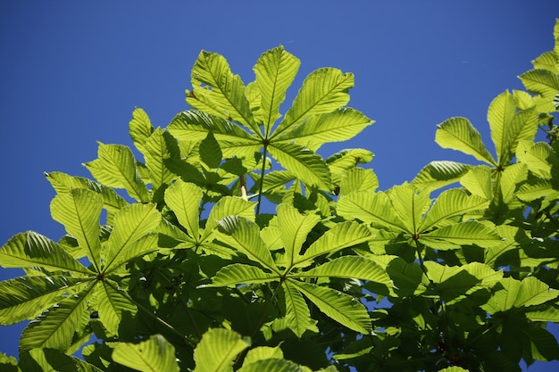 Lente bladeren van kastanjeboom aesculus hippocastanum op blauwe hemelachtergrond